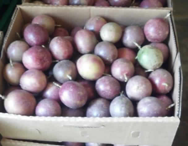 Passion fruits - Masaka